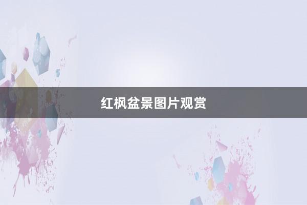 红枫盆景图片观赏